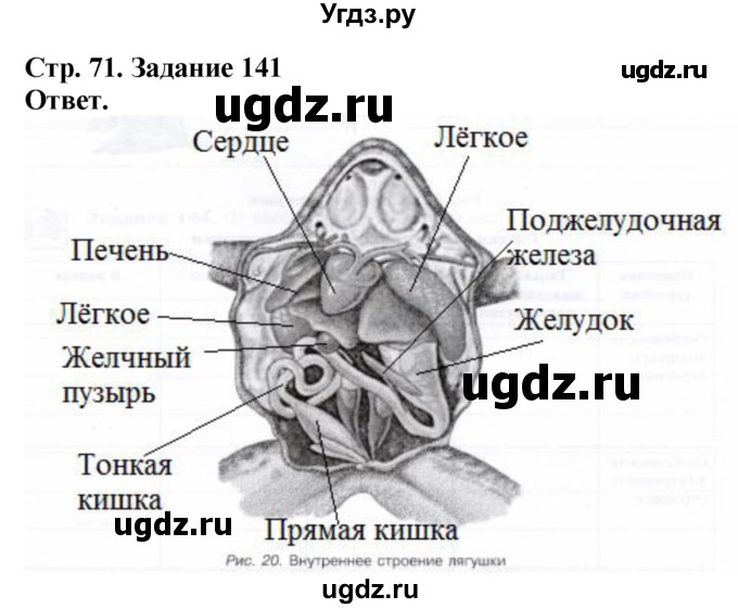 ГДЗ (Решебник) по биологии 7 класс (рабочая тетрадь Животные) Суматохин С.В. / задание / 141