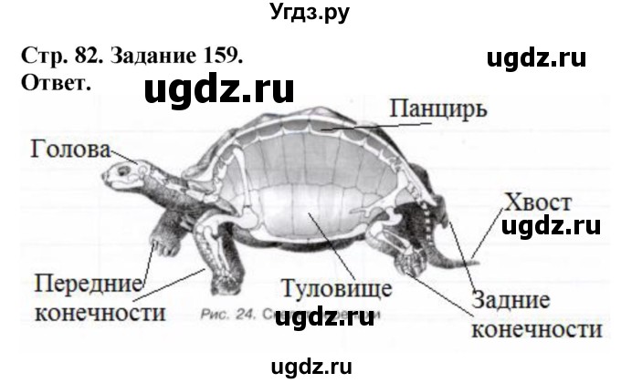 ГДЗ (Решебник) по биологии 7 класс (рабочая тетрадь Животные) Суматохин С.В. / задание / 159