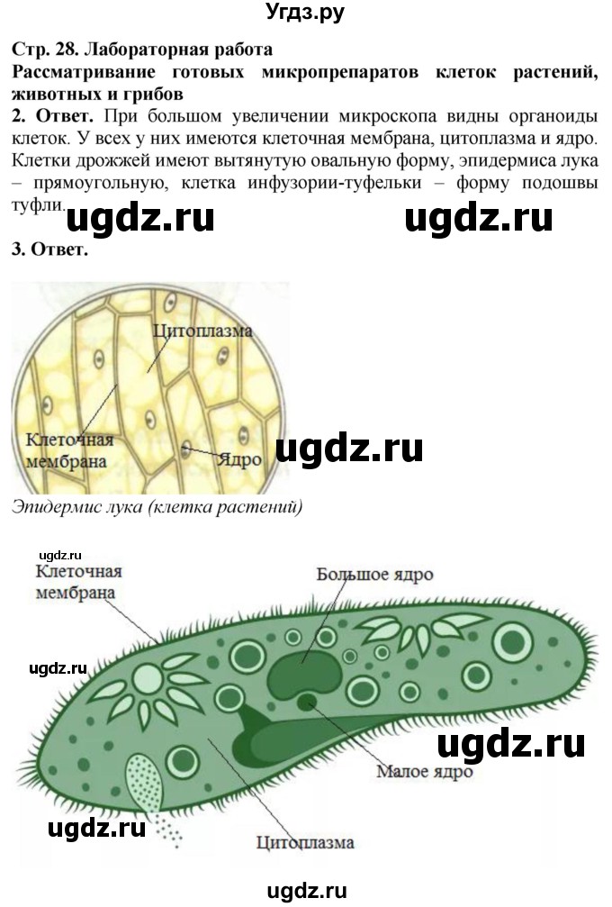 ГДЗ (Решебник) по биологии 5 класс (рабочая тетрадь) Пасечник В.В. / страница / 28