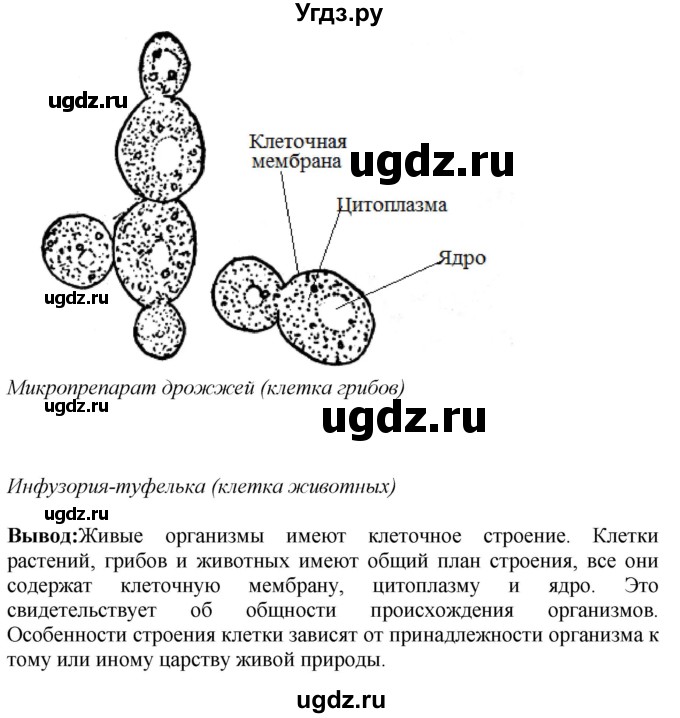 ГДЗ (Решебник) по биологии 5 класс (рабочая тетрадь) Пасечник В.В. / страница / 28(продолжение 2)