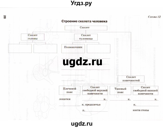 ГДЗ (Учебник) по биологии 8 класс (рабочая тетрадь) Н.Ф. Бодрова / страница / 28