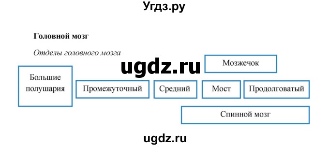 ГДЗ (Решебник) по биологии 8 класс (рабочая тетрадь) Н.Ф. Бодрова / страница / 17(продолжение 2)