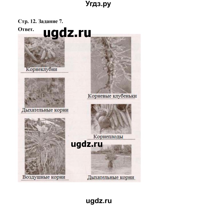 ГДЗ (Решебник) по биологии 6 класс (рабочая тетрадь) В.И. Сивоглазов / страница / 12