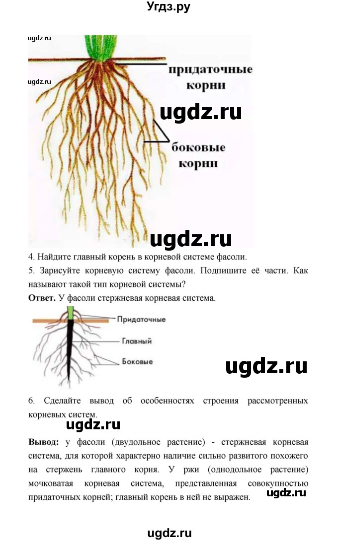 ГДЗ (Решебник) по биологии 6 класс (рабочая тетрадь) В.И. Сивоглазов / страница / 13(продолжение 2)