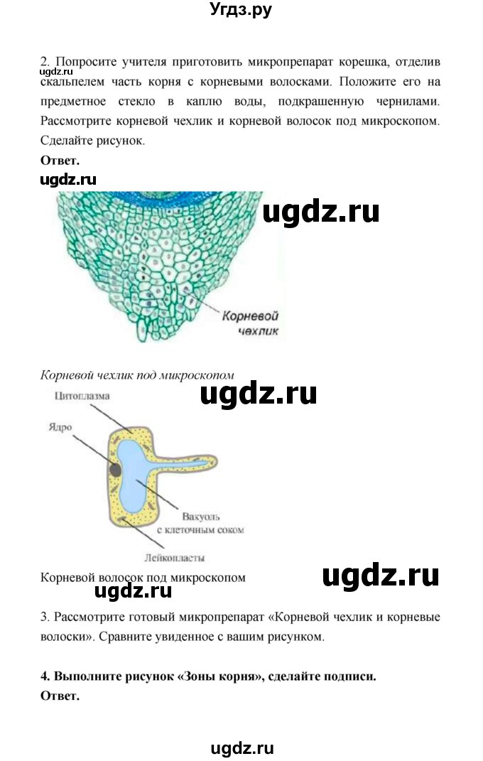 ГДЗ (Решебник) по биологии 6 класс (рабочая тетрадь) В.И. Сивоглазов / страница / 15(продолжение 3)