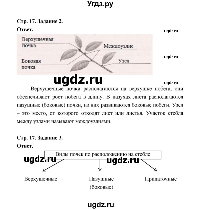 ГДЗ (Решебник) по биологии 6 класс (рабочая тетрадь) В.И. Сивоглазов / страница / 17