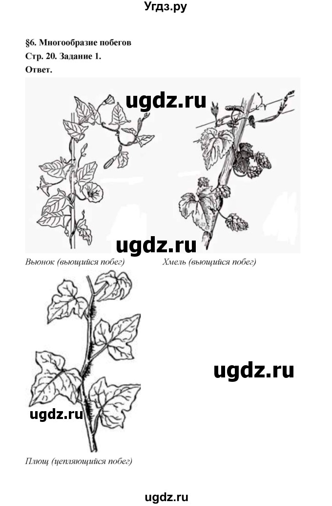 ГДЗ (Решебник) по биологии 6 класс (рабочая тетрадь) В.И. Сивоглазов / страница / 20(продолжение 2)