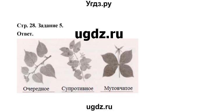 ГДЗ (Решебник) по биологии 6 класс (рабочая тетрадь) В.И. Сивоглазов / страница / 28(продолжение 2)