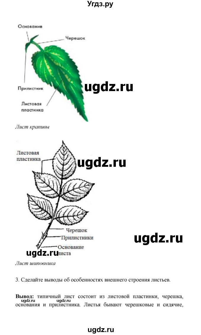 ГДЗ (Решебник) по биологии 6 класс (рабочая тетрадь) В.И. Сивоглазов / страница / 29(продолжение 3)