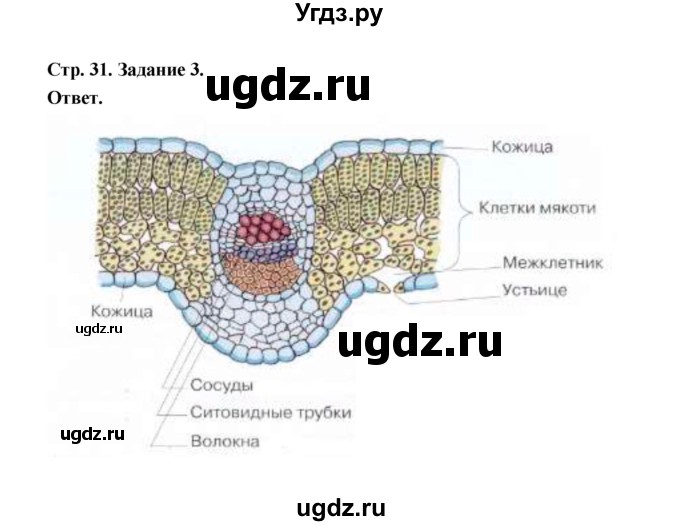 ГДЗ (Решебник) по биологии 6 класс (рабочая тетрадь) В.И. Сивоглазов / страница / 31