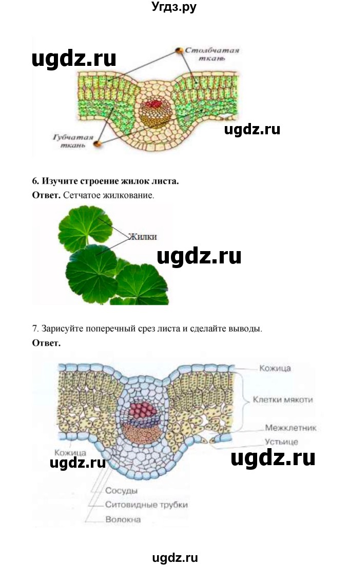 ГДЗ (Решебник) по биологии 6 класс (рабочая тетрадь) В.И. Сивоглазов / страница / 32(продолжение 3)