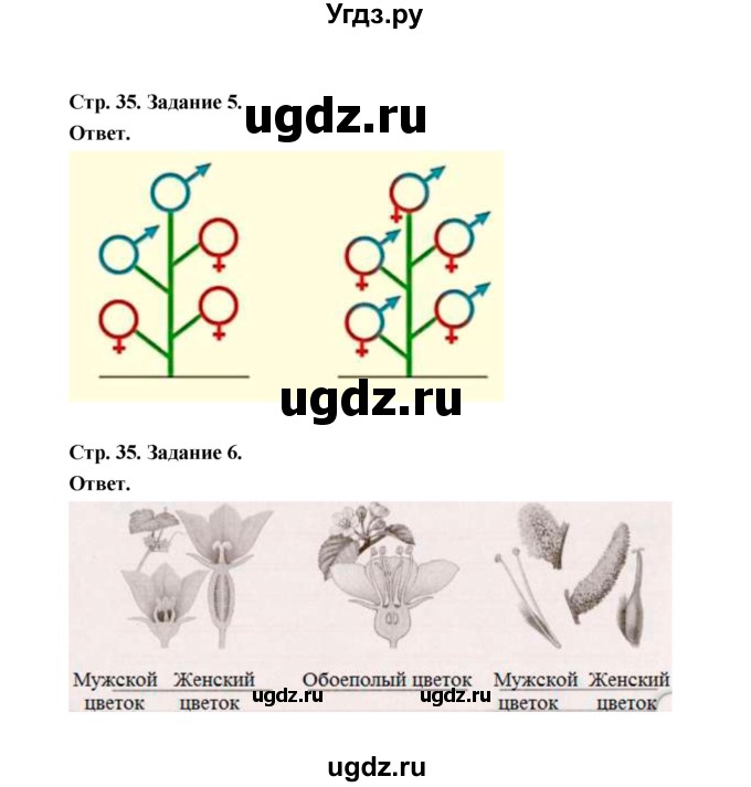 ГДЗ (Решебник) по биологии 6 класс (рабочая тетрадь) В.И. Сивоглазов / страница / 35(продолжение 2)