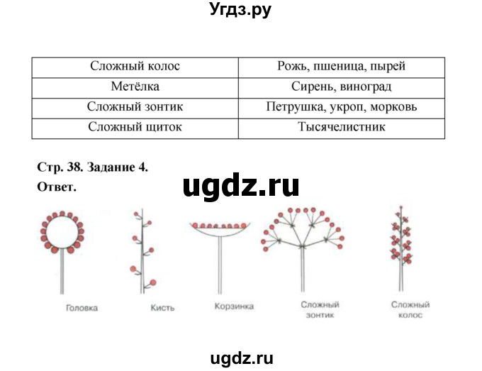 ГДЗ (Решебник) по биологии 6 класс (рабочая тетрадь) В.И. Сивоглазов / страница / 38(продолжение 2)