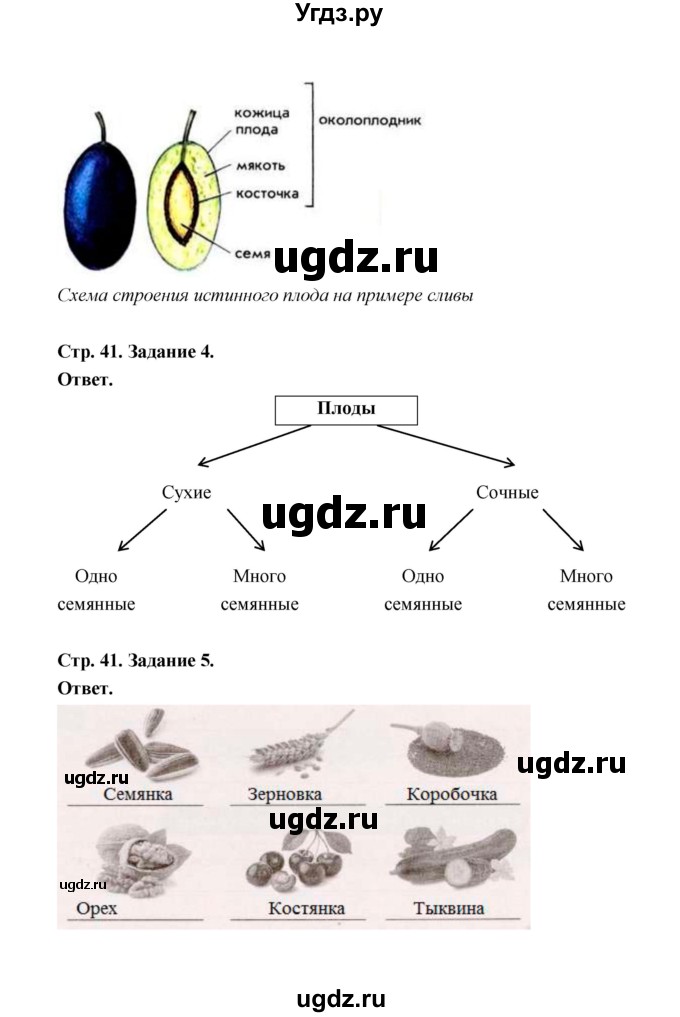 ГДЗ (Решебник) по биологии 6 класс (рабочая тетрадь) В.И. Сивоглазов / страница / 41(продолжение 2)