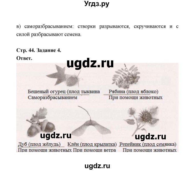 ГДЗ (Решебник) по биологии 6 класс (рабочая тетрадь) В.И. Сивоглазов / страница / 44(продолжение 2)