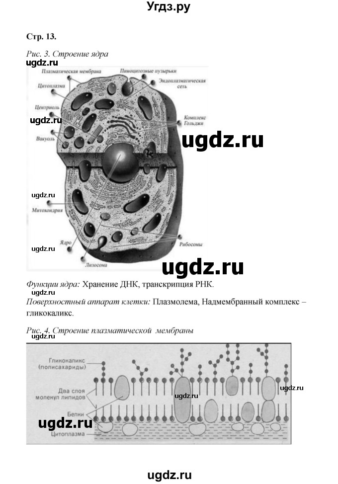 ГДЗ (Решебник) по биологии 9 класс (рабочая тетрадь) Н.Ф. Бодрова / страница / 13