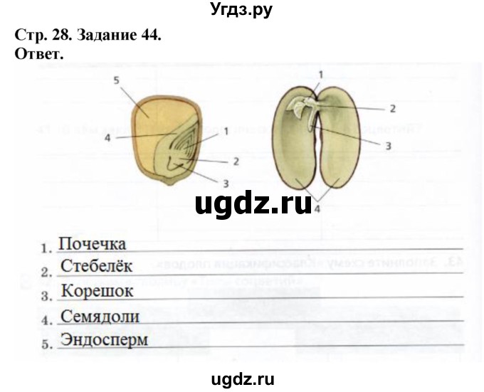 ГДЗ (Решебник) по биологии 6 класс (рабочая тетрадь) Сонин Н.И. / страница / 28