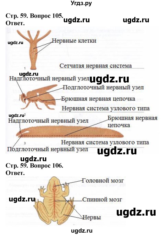 ГДЗ (Решебник) по биологии 6 класс (рабочая тетрадь) Сонин Н.И. / страница / 59