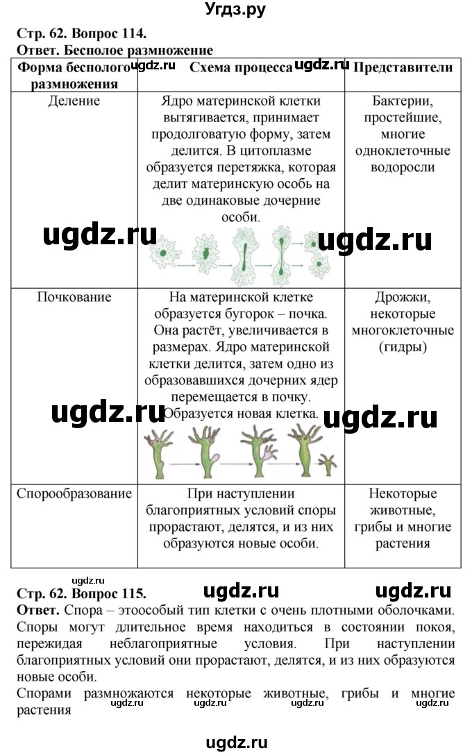 ГДЗ (Решебник) по биологии 6 класс (рабочая тетрадь) Сонин Н.И. / страница / 62