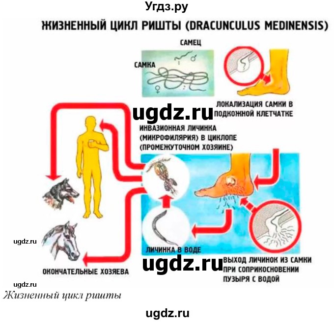 ГДЗ (Решебник) по биологии 8 класс Шереметьева А.М. / часть 1. страница / 95(продолжение 4)