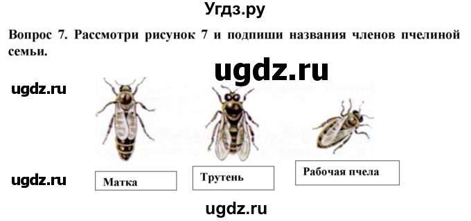 ГДЗ (Решебник) по биологии 8 класс (рабочая тетрадь (Животные)) Никишов А.И. / беспозвоночные животные / насекомые / 7