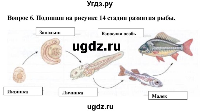 ГДЗ (Решебник) по биологии 8 класс (рабочая тетрадь (Животные)) Никишов А.И. / позвоночные животные / рыбы / 6