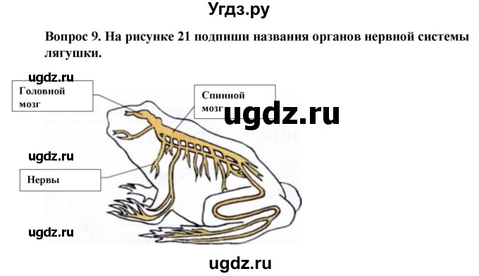 ГДЗ (Решебник) по биологии 8 класс (рабочая тетрадь (Животные)) Никишов А.И. / позвоночные животные / земноводные / 9