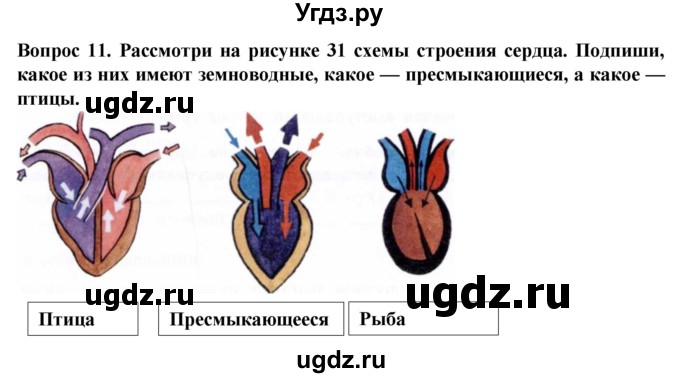 ГДЗ (Решебник) по биологии 8 класс (рабочая тетрадь (Животные)) Никишов А.И. / позвоночные животные / птицы / 11