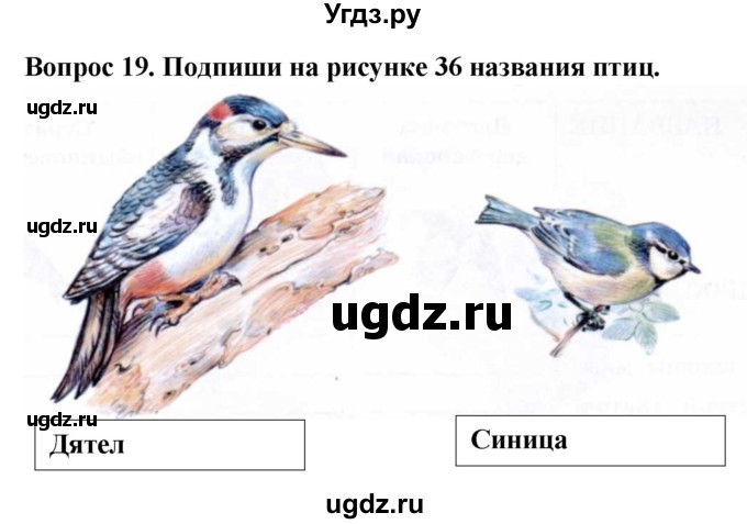 ГДЗ (Решебник) по биологии 8 класс (рабочая тетрадь (Животные)) Никишов А.И. / позвоночные животные / птицы / 19