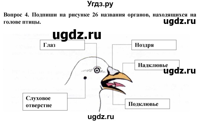 ГДЗ (Решебник) по биологии 8 класс (рабочая тетрадь (Животные)) Никишов А.И. / позвоночные животные / птицы / 4