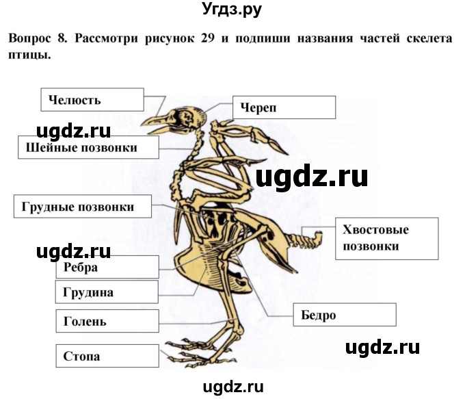 ГДЗ (Решебник) по биологии 8 класс (рабочая тетрадь (Животные)) Никишов А.И. / позвоночные животные / птицы / 8