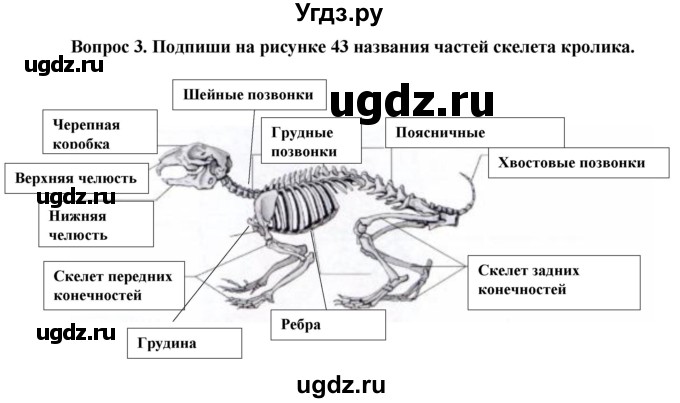 ГДЗ (Решебник) по биологии 8 класс (рабочая тетрадь (Животные)) Никишов А.И. / позвоночные животные / млекопитающие / 3