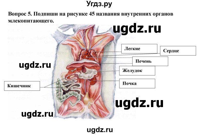 ГДЗ (Решебник) по биологии 8 класс (рабочая тетрадь (Животные)) Никишов А.И. / позвоночные животные / млекопитающие / 5