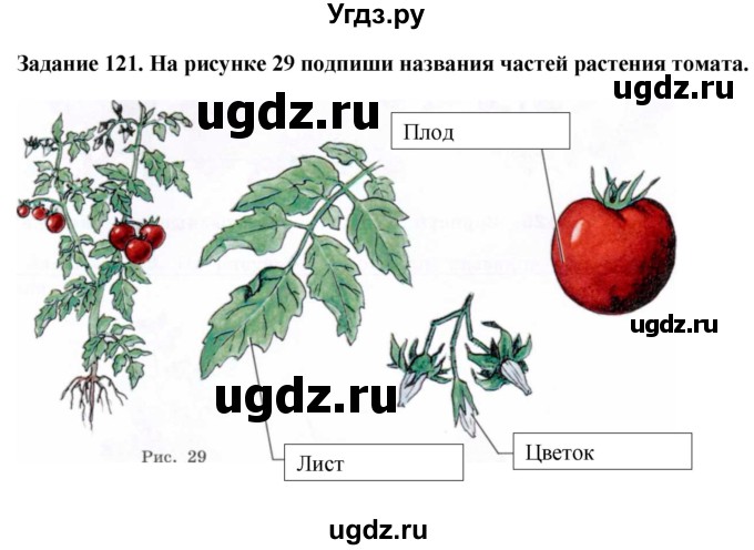 ГДЗ (Решебник) по биологии 7 класс (рабочая тетрадь) Клепинина З. А. / задание / 121