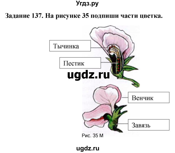 ГДЗ (Решебник) по биологии 7 класс (рабочая тетрадь) Клепинина З. А. / задание / 137