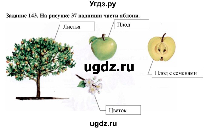 ГДЗ (Решебник) по биологии 7 класс (рабочая тетрадь) Клепинина З. А. / задание / 143