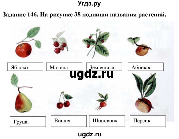 ГДЗ (Решебник) по биологии 7 класс (рабочая тетрадь) Клепинина З. А. / задание / 146