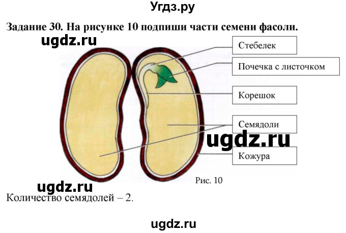 ГДЗ (Решебник) по биологии 7 класс (рабочая тетрадь) Клепинина З. А. / задание / 30