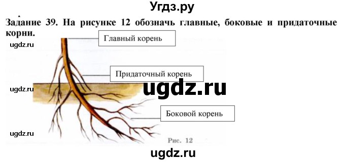 ГДЗ (Решебник) по биологии 7 класс (рабочая тетрадь) Клепинина З. А. / задание / 39