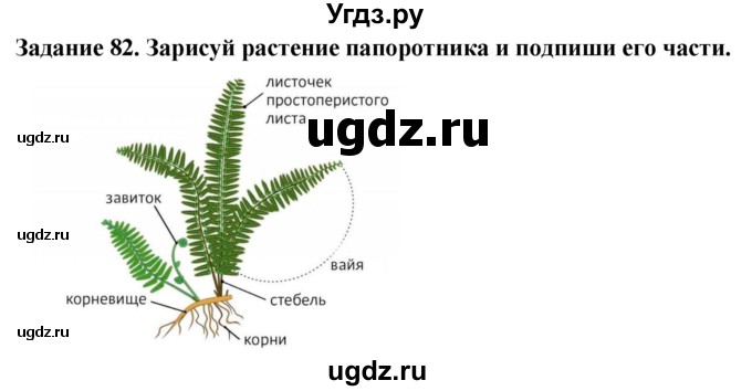 ГДЗ (Решебник) по биологии 7 класс (рабочая тетрадь) Клепинина З. А. / задание / 82