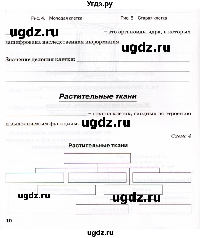 ГДЗ (Тетрадь) по биологии 6 класс (рабочая тетрадь) Бодрова Н.Ф. / страница / 10