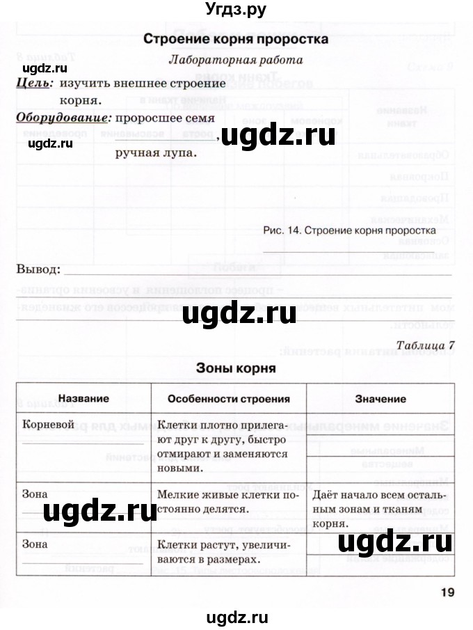 ГДЗ (Тетрадь) по биологии 6 класс (рабочая тетрадь) Бодрова Н.Ф. / страница / 19