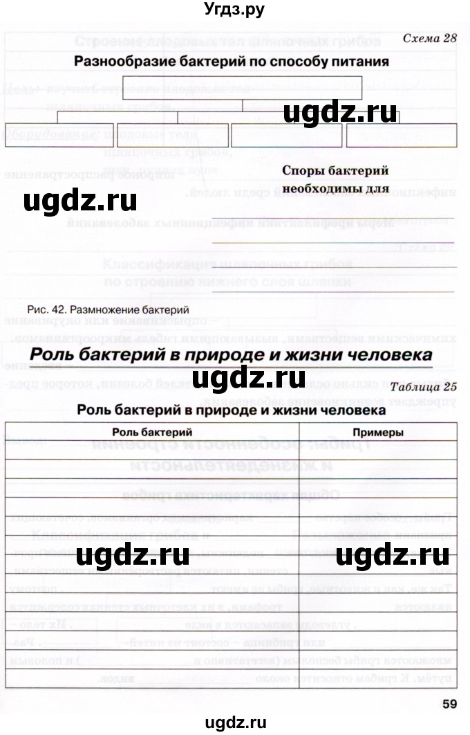 ГДЗ (Тетрадь) по биологии 6 класс (рабочая тетрадь) Бодрова Н.Ф. / страница / 59