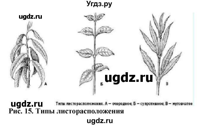 ГДЗ (Решебник) по биологии 6 класс (рабочая тетрадь) Бодрова Н.Ф. / страница / 21(продолжение 2)