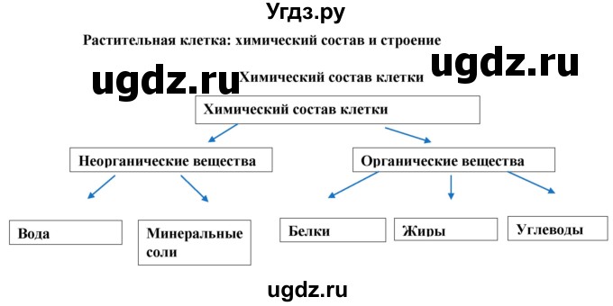 ГДЗ (Решебник) по биологии 6 класс (рабочая тетрадь) Бодрова Н.Ф. / страница / 8