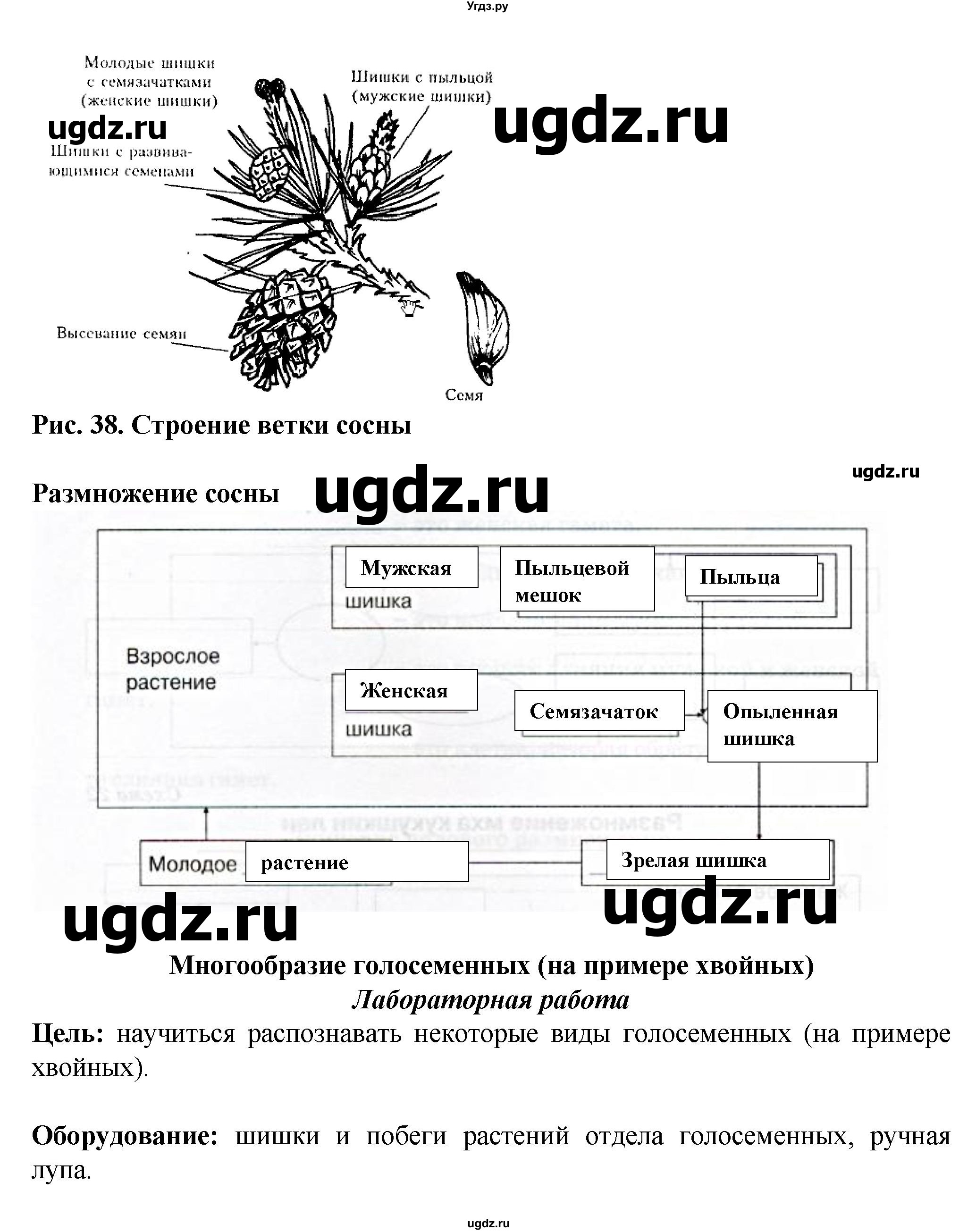 ГДЗ (Решебник) по биологии 6 класс (рабочая тетрадь) Бодрова Н.Ф. / страница / 51