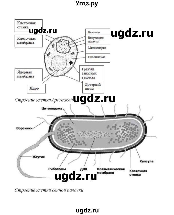 ГДЗ (Решебник) по биологии 10 класс Д.К. Беляев / параграф 10 (страница) / 55(продолжение 2)