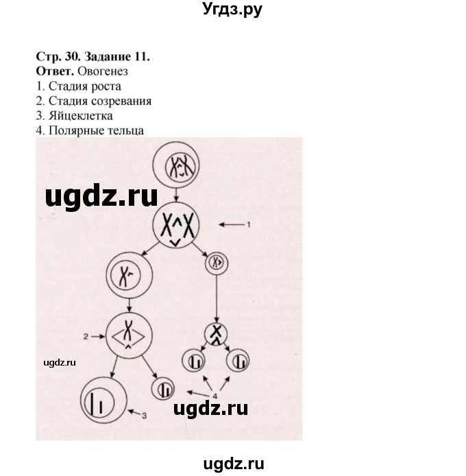 ГДЗ (Решебник) по биологии 10 класс (рабочая тетрадь) О.В. Саблина / страница / 30