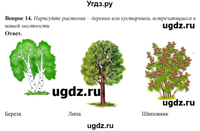 ГДЗ (Решебник) по природоведению 6 класс Лифанова Т.М. / страница / 45(продолжение 3)