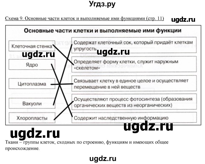 ГДЗ (Решебник) по биологии 5 класс (рабочая тетрадь) Бодрова Н.Ф. / страница / 11